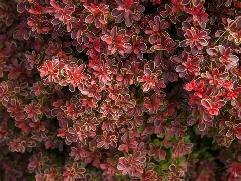 barberry shrubs near me.